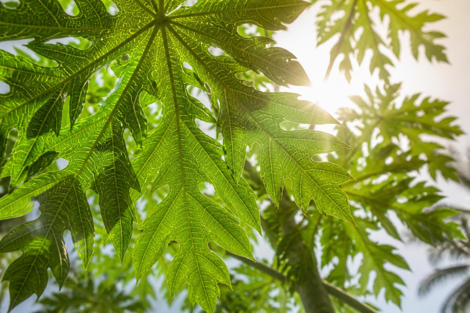 Papaya leaf: the enzyme powerhouse in the backyard