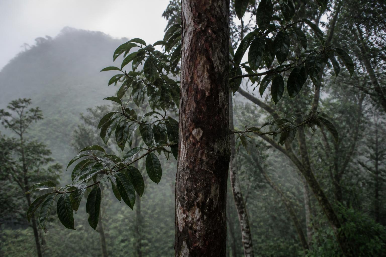Prunus africana: the African cherry that guards men's health