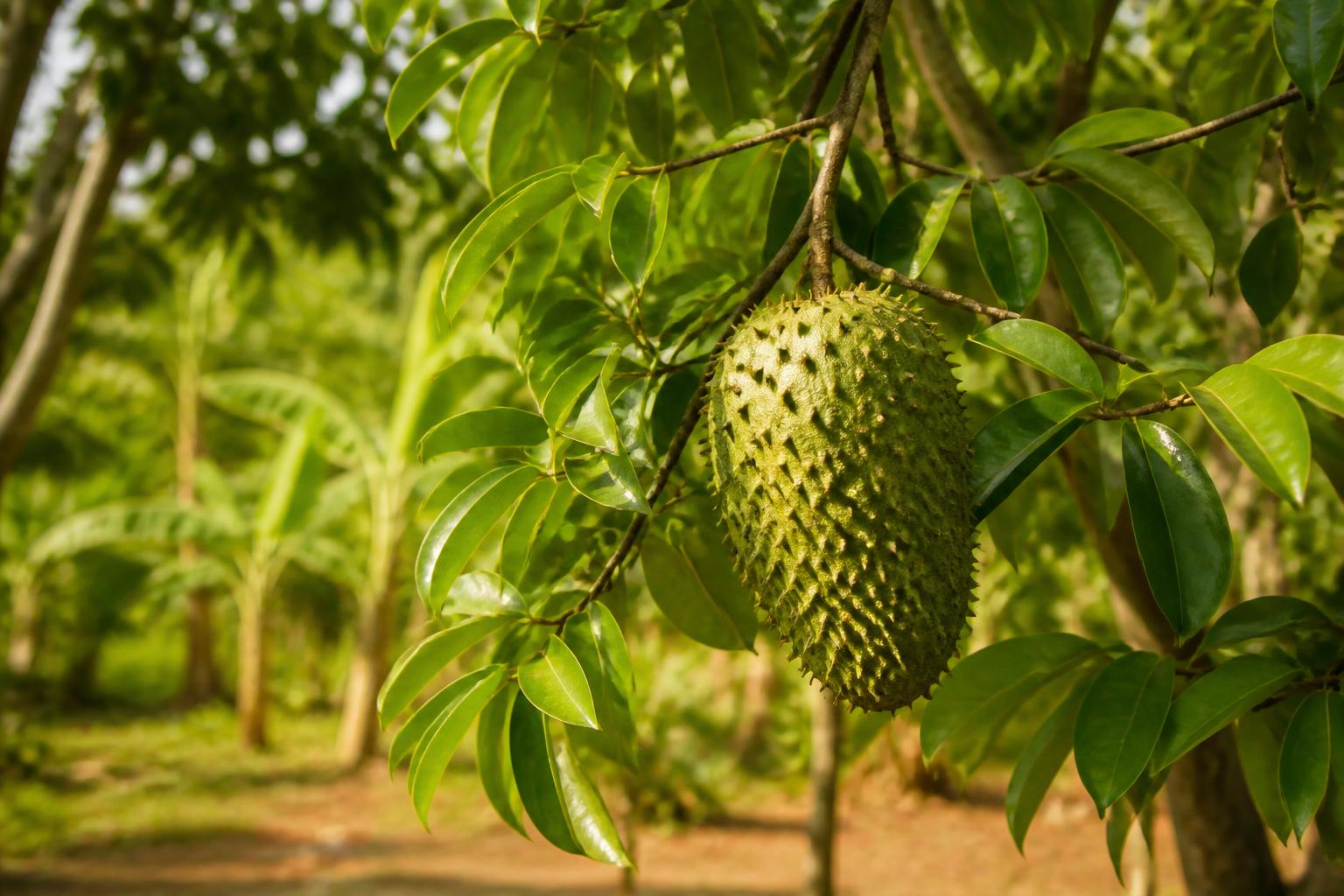 Soursop leaf: the graviola tea people whisper about